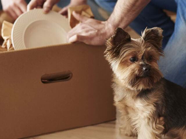 Small dog next to a person packing up a moving box